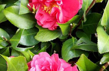 La Mergozzina - Foto 23