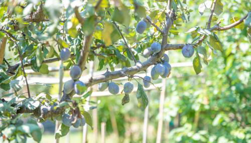 Villetta Olivastro - Foto 4