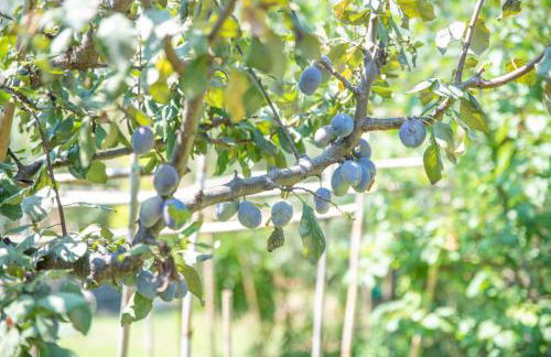 Villetta Olivastro - Foto 4