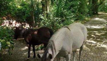 Quinta do Castro Wood House - Foto 4