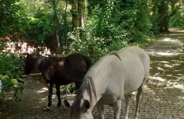 Quinta do Castro Wood House - Foto 4