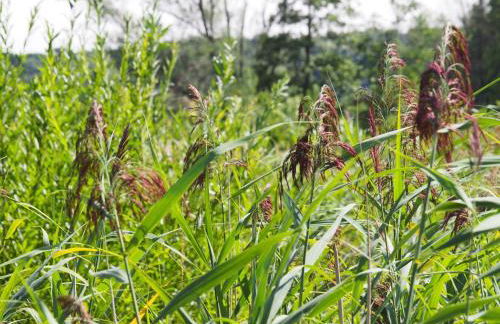 Ferienwohnung Pension Waldblick - Foto 50