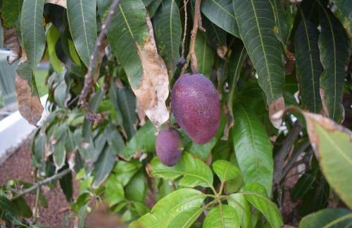 Chicho's Home - Foto 38