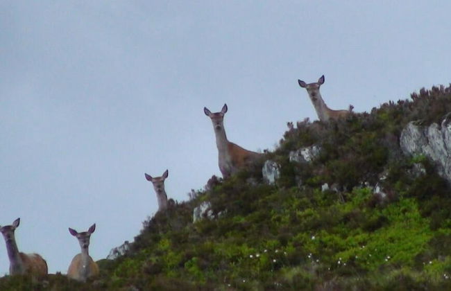 Chesthill House & Estate - Foto 13