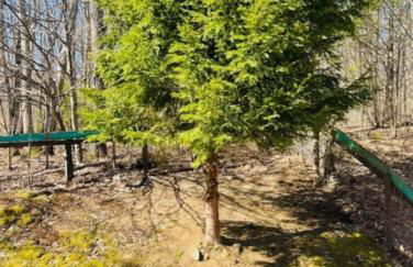 Red Peacock Catskill Cabin sleeps four 6 - Foto 20