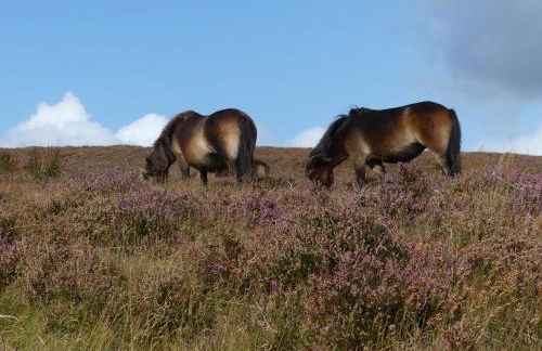 Pear Tree Cottages - Photo 14