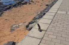 Costa de Antigua 106 Torres del Castillo, Fuerteventura - Foto 43