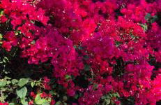 Azul del mar - Foto 54