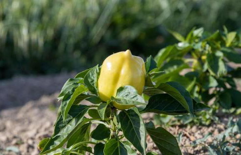 Villa Bandela - Foto 25