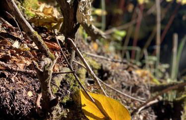 The SKI HAUS A Montana Tiny Cabin Forest Retreat - Foto 11