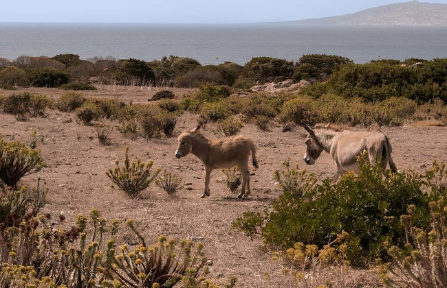Asinara National Park Day Trip - Photo 12
