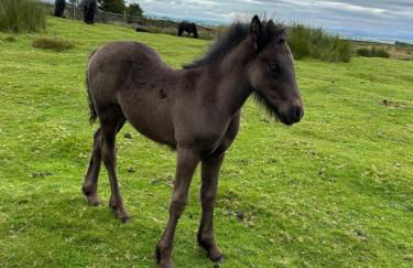 Wild boar barn - Foto 32