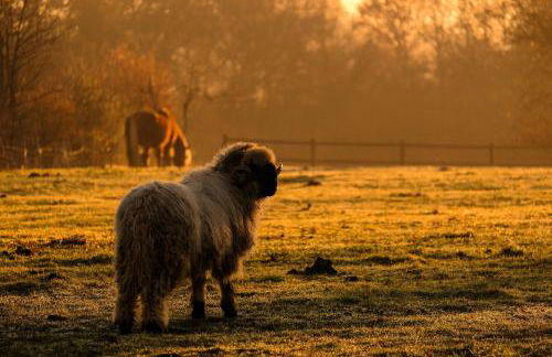 Homnest - Clairiere des Animaux - 1h de Toulouse - Photo 5