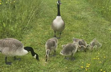 Beautiful 1-bed Cabin in Newmarket - Foto 45