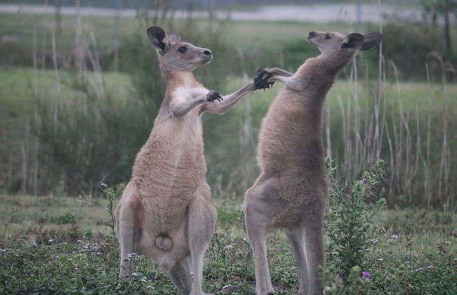 Escursione al Parco Nazionale Springbrook + Avvistamento di canguri - Foto 6