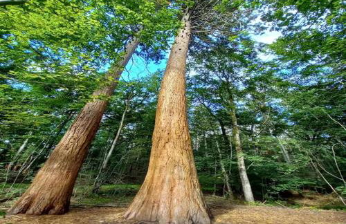 Chalet in Wendorf - Photo 31