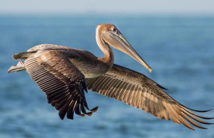 Sandpiper Beach #405 - Foto 41