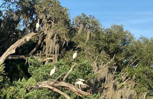Tranquil Glamping near the Coast: Charming Rustic Cabin Rental in Midway, Georgia - Foto 23