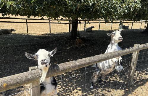 Cosy Cotswolds Cottage Farm Stay - Shepherds Rest - Photo 47