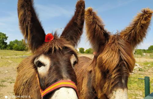 Casa D'Augusta - Agroturismo - Foto 46