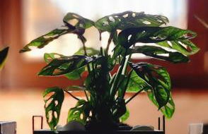 Le Contrade - Foto 27