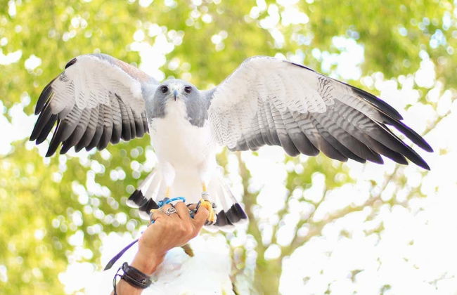 Excursion au parc des faucons - Photo 3