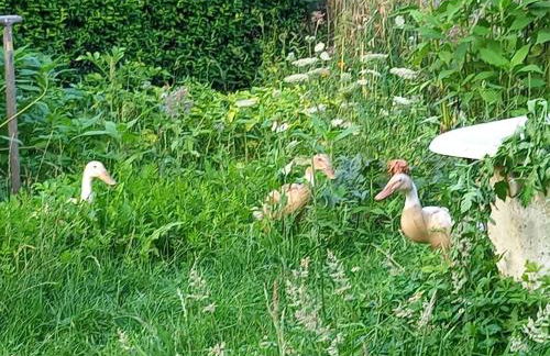 Wiesepeter - Foto 16