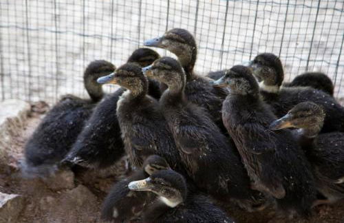 Agriturismo Il Borgo - Foto 21