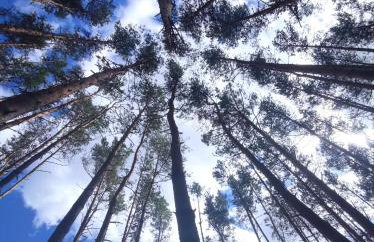 Domek lubiana180 SCANDI wśród drzew JACUZZI SAUNA KOMiNEK i TARAS na dachu jezioro Kaszuby Pieski tylko do 10kg za dodatkową opłatą - Foto 60