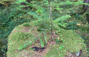 Ferienwohnung "Am Mittag" - Foto 10