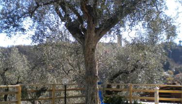 la casetta del nonno - Foto 4, Garden