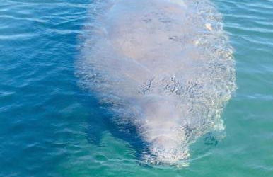 Larkin's Corner Salt Springs Resort Cottage 10 - Foto 21