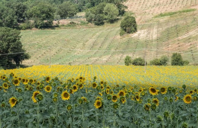 Villa in Umbertide With Pool and Garden - Foto 32