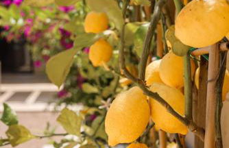 Masseria Limetta Luxury Retreat - Lecce Selection - Foto 21