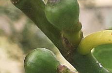 Quinta Inge - Foto 15