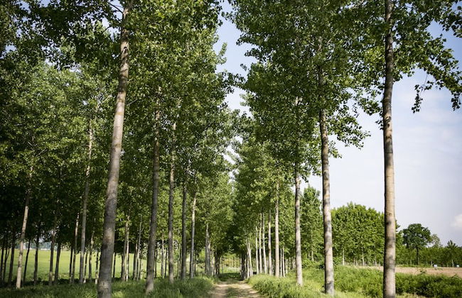 Agriturismo Relais Tenuta il Cigno - Foto 57