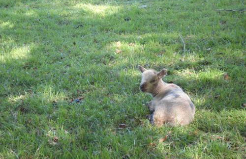 Sunbeam Cottage - Foto 18