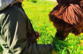 Agroturystyka Zagroda Alpaka - Foto 70