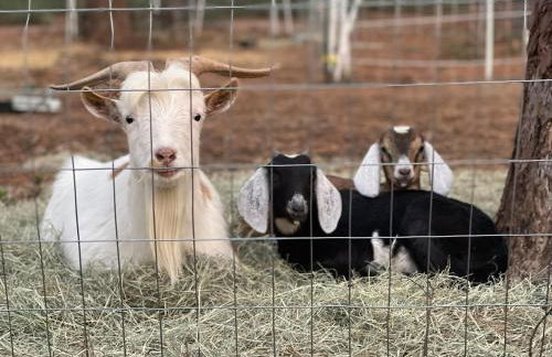 Cozy Cabin Escape - Foto 51