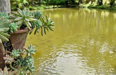 Chalé a 500 metros do Pico Malwee - Foto 15