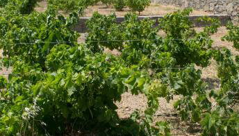 Esperides Stone Houses - Foto 2, Garden