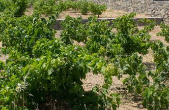 Esperides Stone Houses - Photo 2