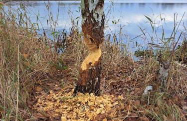 Haus an Fluss und See - Foto 15