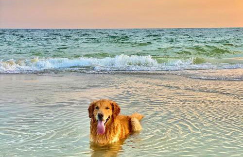 Romantic Cosy Cottage with Beach & Attractions just mins away! Perfect for Couples & Family Stays - Free Parking, Large Garden & Free WiFi - Foto 8