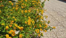 Al Civico 365 - Foto 4, Garden