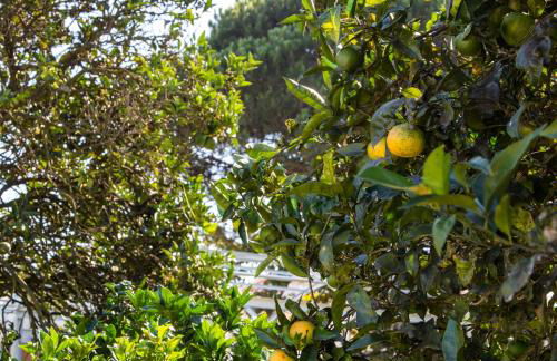 70's wood house - Foto 44