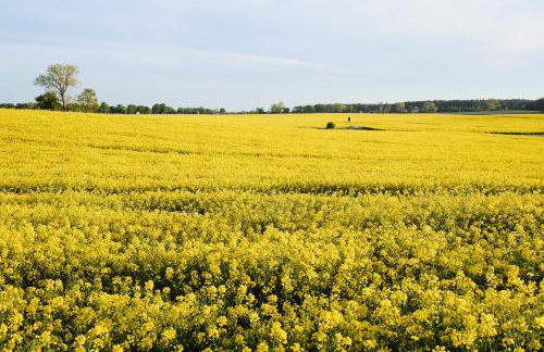 Apartment B12 Balkon mit Naturblick & Nutzung der Wellness- & Aktivbereiche im Pine Hill Resort - Foto 38