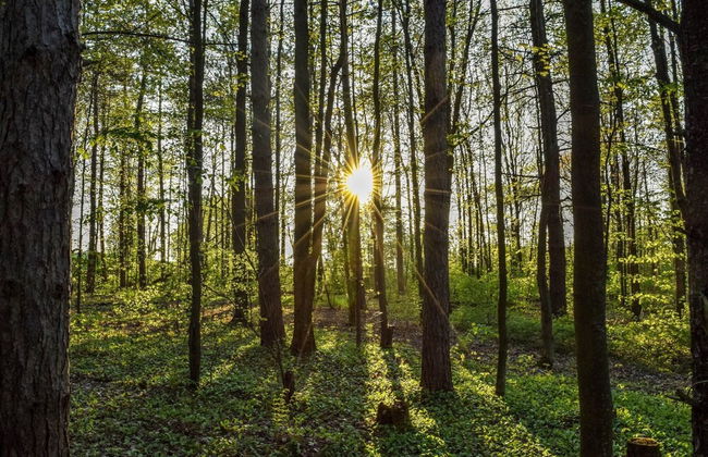 Modern, Wooden Chalet With Wood Burning Stove, in the Forest - Foto 52