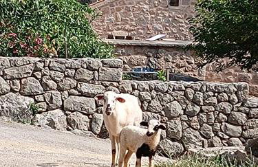 Traditional Stone House Bura - Nature Park Velebit - Photo 33