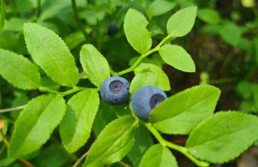 Cuda Wianki - Foto 21